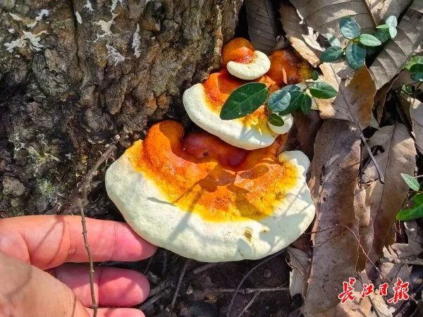 湖北武汉周边山地长出大量灵芝，官方提醒请勿随意入口