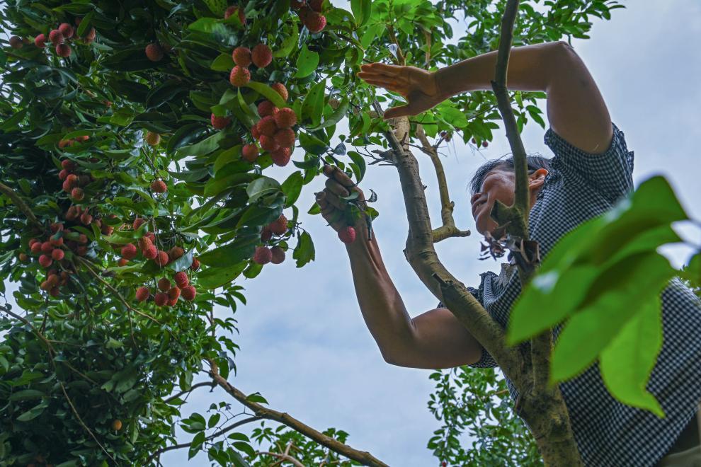 一口鲜甜,穿越千年:古人有多爱荔枝? 一口鲜甜,穿越千年:古人有多爱荔枝?