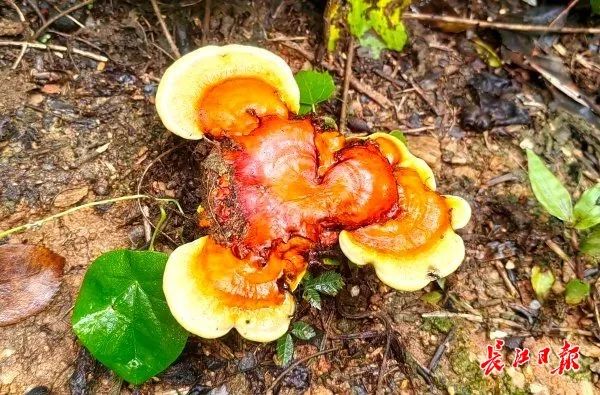 湖北武汉周边山地长出大量灵芝，官方提醒请勿随意入口