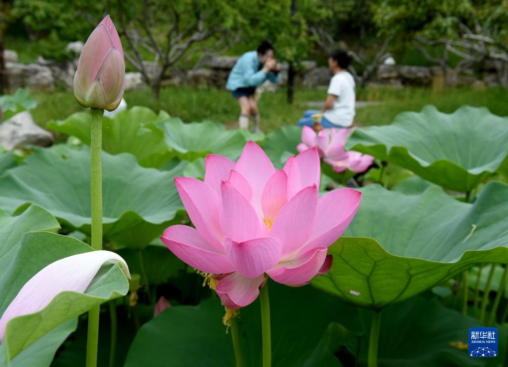 圆明园第三十届荷花节开幕