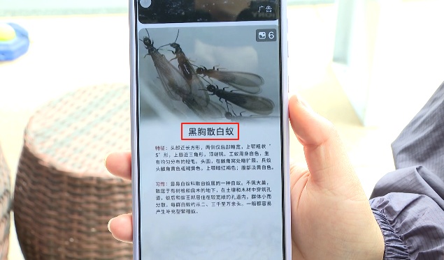 头皮发麻！贵州阿姨家中不断出现黑色昆虫：根本喷杀不完，更担心的是……