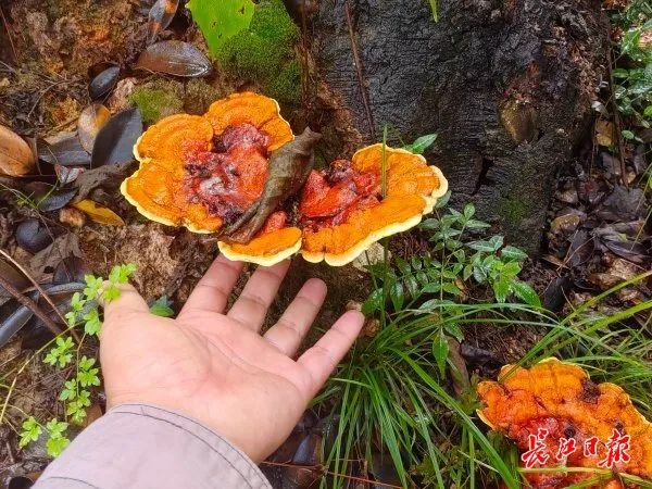 湖北武汉周边山地长出大量灵芝，官方提醒请勿随意入口