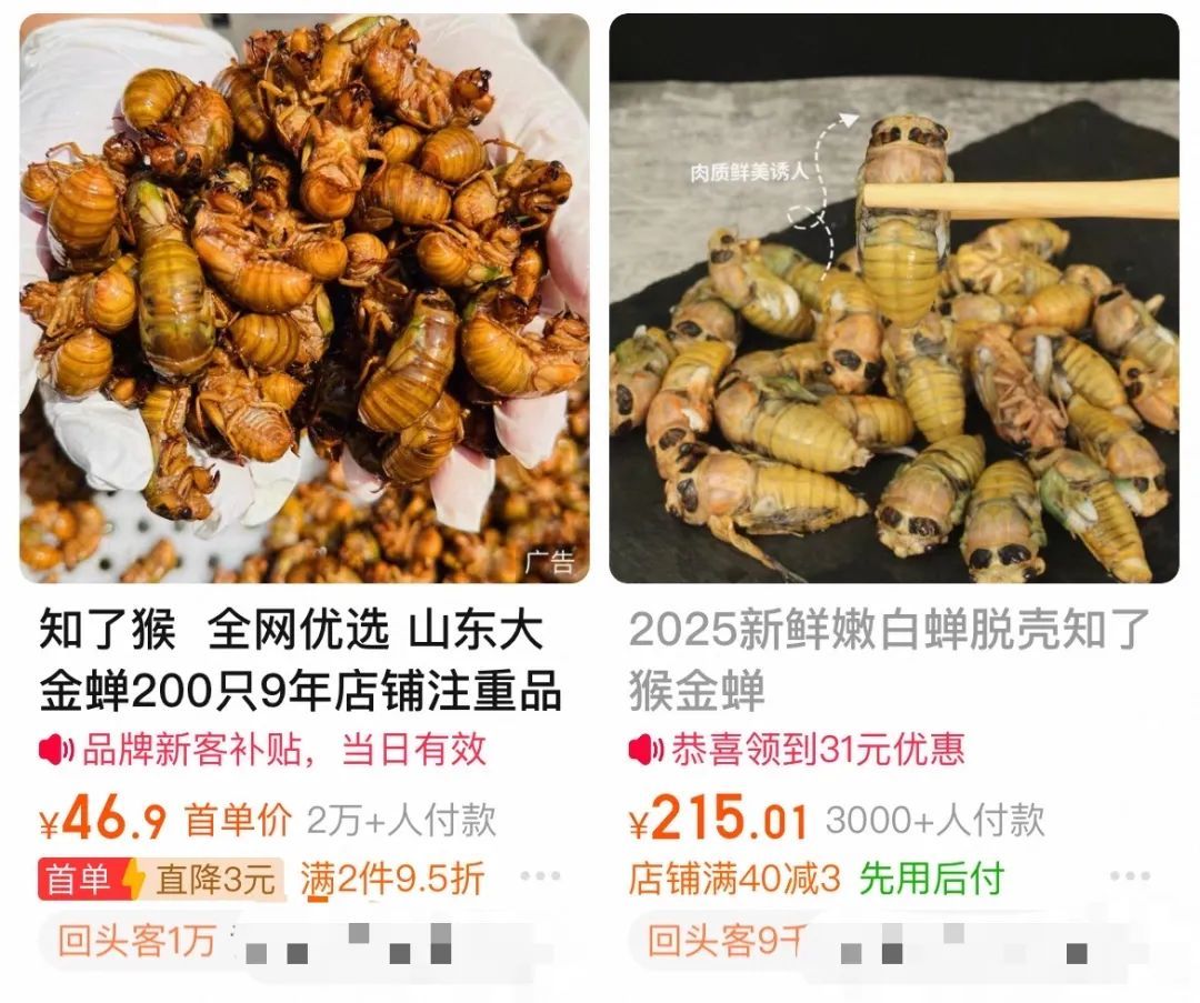 1元1只卖爆了！浙江有人专门晚上出去抓