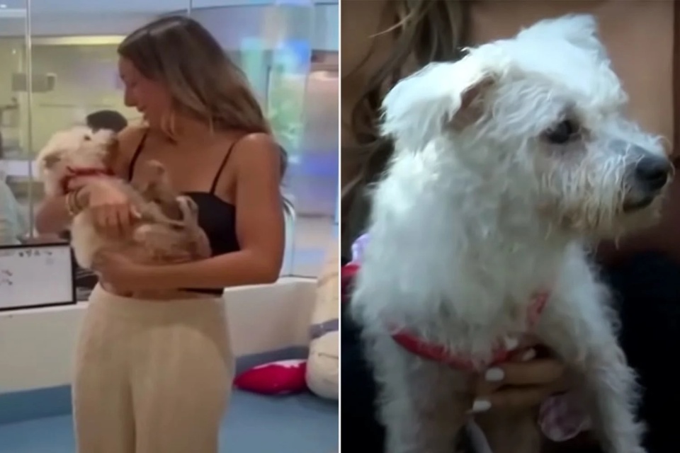 爱犬失踪4年奇迹返家,主人泪崩!曾收到陌生人致电称狗死了 爱犬失踪4年奇迹返家,主人泪崩!曾收到陌生人致电称狗死了