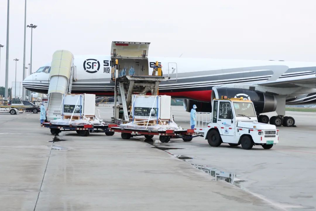 4只旅日大熊猫平安回国，开始接受隔离检疫