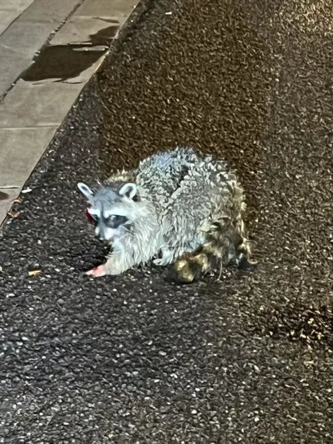 出逃50多天,它被寻回! 出逃50多天,它被寻回!