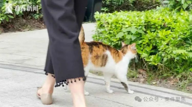 上海很多小区出现了智能猫屋？近期特别容易臭！网友吵翻了