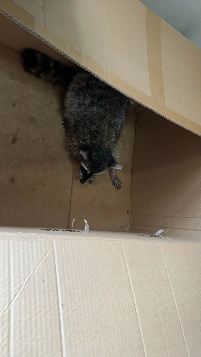 出逃50多天,它被寻回! 出逃50多天,它被寻回!