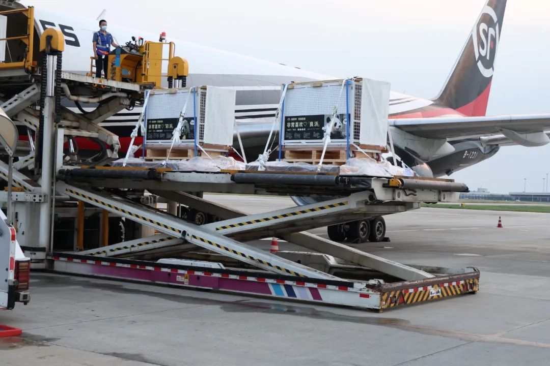 4只旅日大熊猫平安回国，开始接受隔离检疫