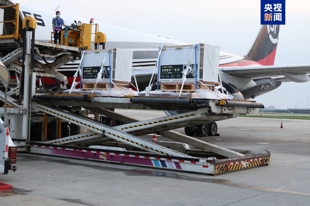 旅日大熊猫“良浜”“结浜”“彩浜”“枫浜”接受隔离检疫