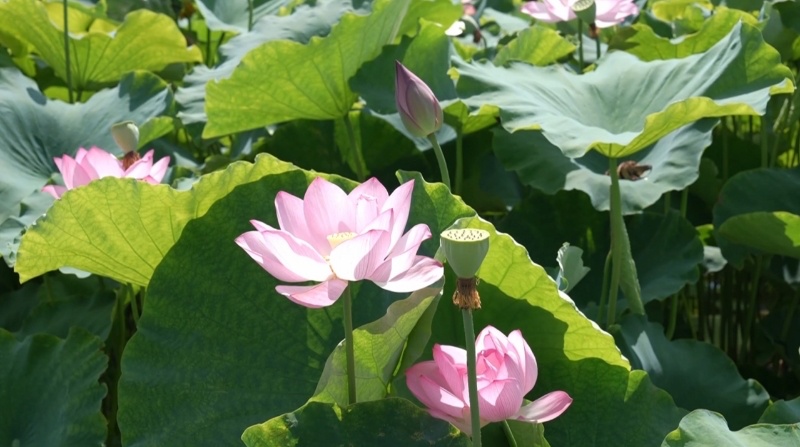江西新余：荷花竞绽放 夏日诗意浓