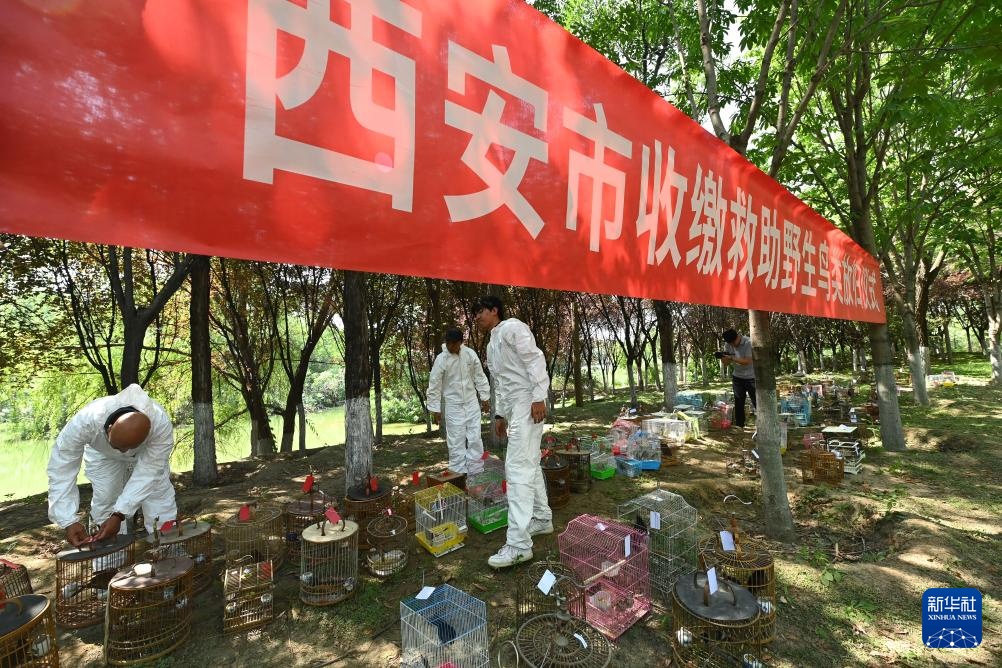 西安：放飞野生鸟类回归自然