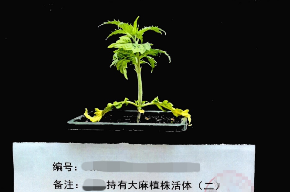 夫妻双双被抓!竟在自家地下室干这事……千万别碰! 夫妻双双被抓!竟在自家地下室干这事……千万别碰!