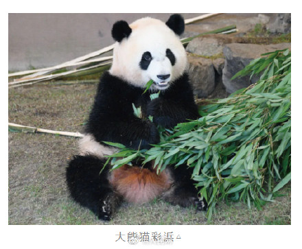 欢迎回家！4只旅日大熊猫平安回家