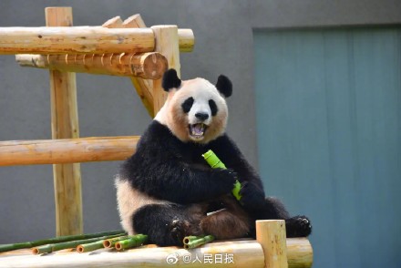 欢迎回家!4只旅日大熊猫平安回国 欢迎回家!4只旅日大熊猫平安回国