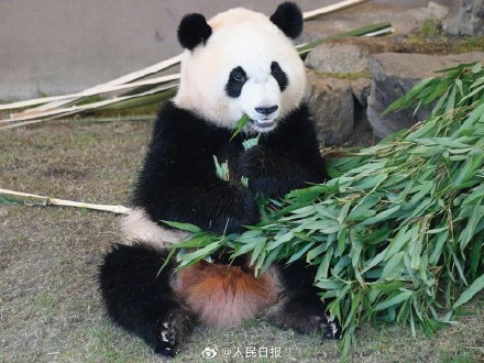 欢迎回家!4只旅日大熊猫平安回国 欢迎回家!4只旅日大熊猫平安回国