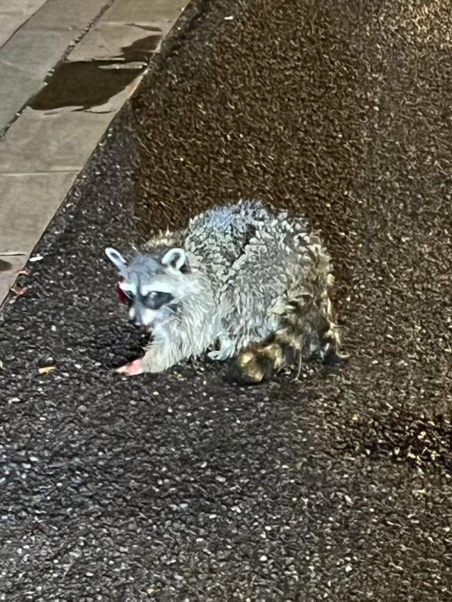 出逃50多天的小浣熊有消息了！车祸后被发现，目前正休养中