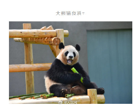 欢迎回家！4只旅日大熊猫平安回家