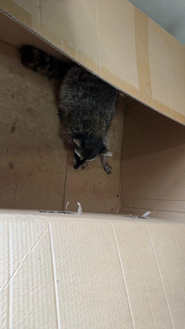 出逃50多天的小浣熊有消息了！车祸后被发现，目前正休养中