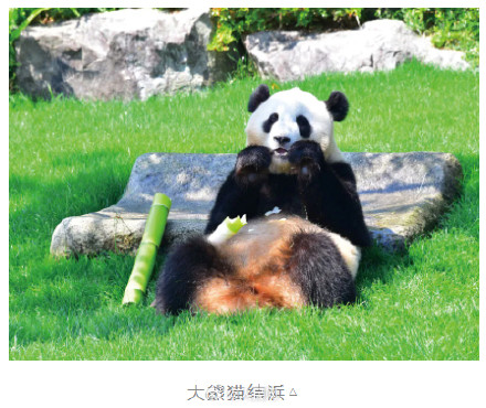 欢迎回家！4只旅日大熊猫平安回家