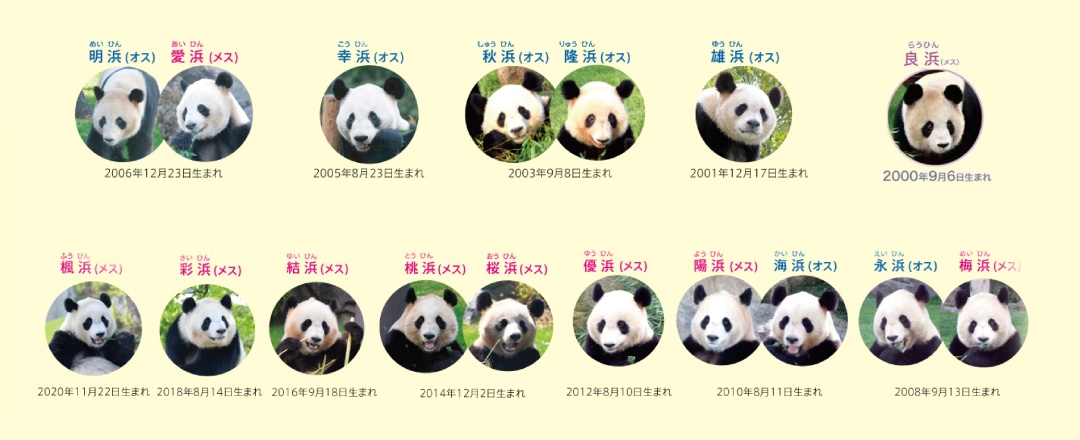 4只旅日大熊猫平安回国，开始接受隔离检疫