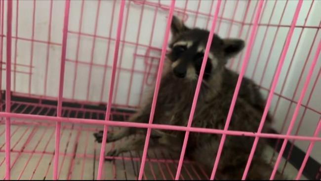 出逃50多天的小浣熊有消息了！车祸后被发现，目前正休养中