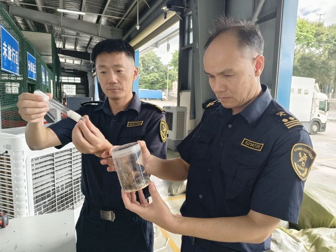 东莞长安海关查获51只活体蚂蚁，已将包裹暂扣
