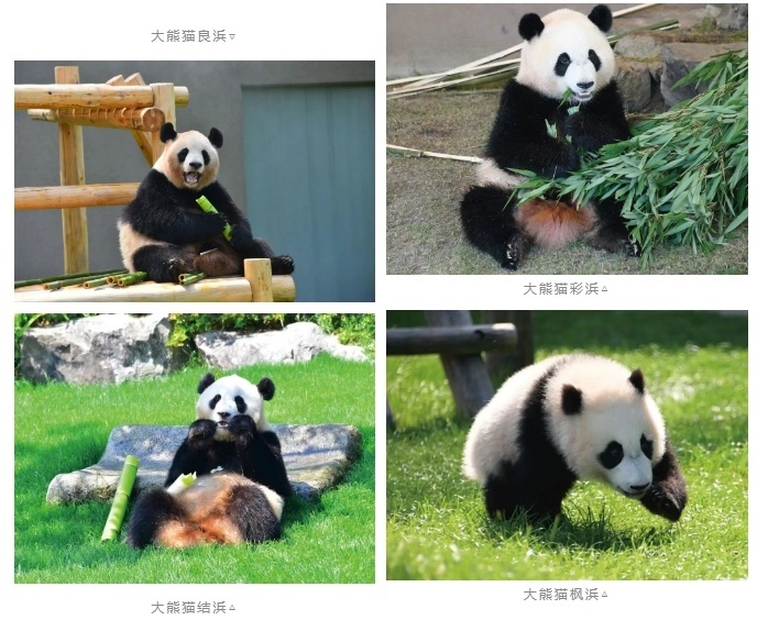 旅日大熊猫“良浜”“结浜”“彩浜”“枫浜”接受隔离检疫