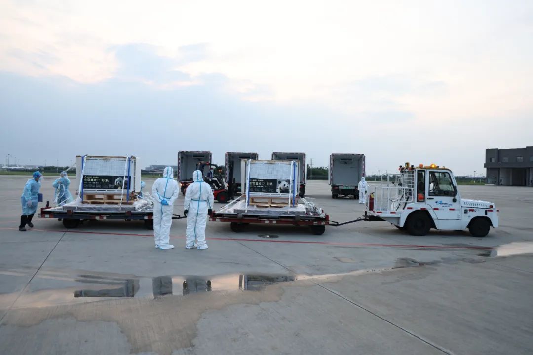 4只旅日大熊猫平安回国，开始接受隔离检疫