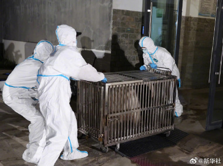 欢迎回家！旅日大熊猫回国高清大图