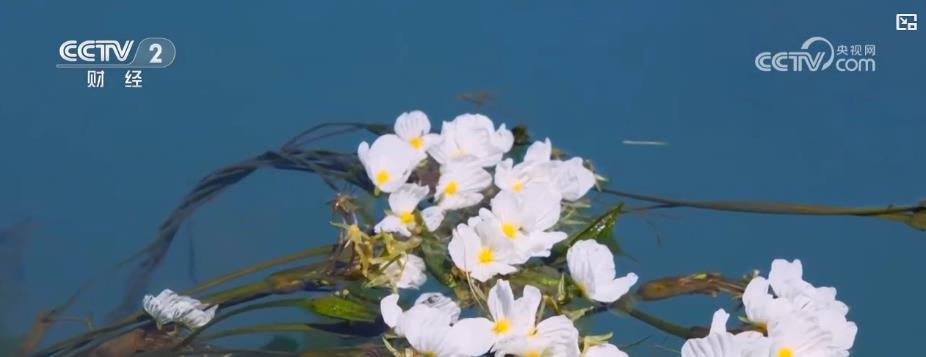 生态之花绽放:一湖清水见证绿色发展红利 生态之花绽放:一湖清水见证绿色发展红利