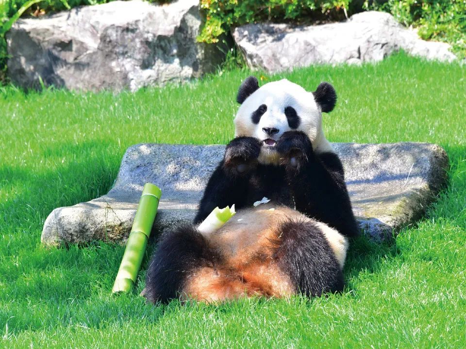 4只旅日大熊猫平安回国，开始接受隔离检疫