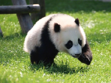 欢迎回家!4只旅日大熊猫平安回国 欢迎回家!4只旅日大熊猫平安回国