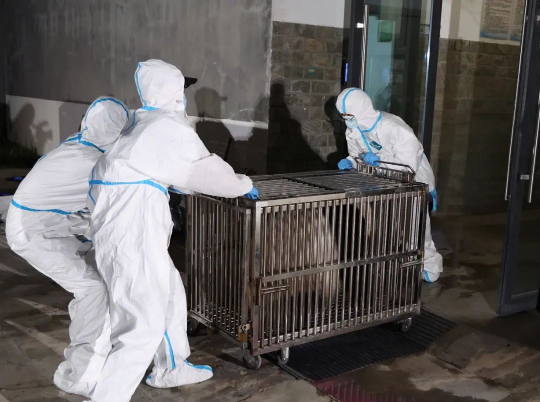 4只旅日大熊猫平安回国，开始接受隔离检疫