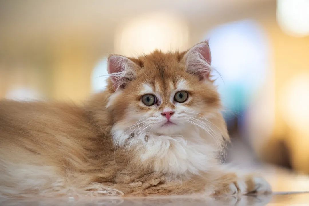 全国首个“宠物”本科专业来了！就业前景如何？