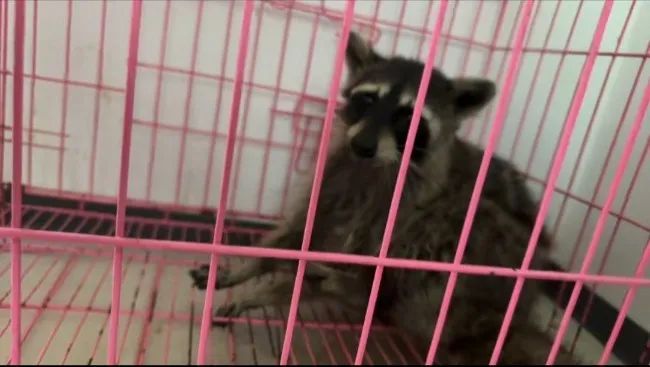 出逃50多天,它被寻回! 出逃50多天,它被寻回!