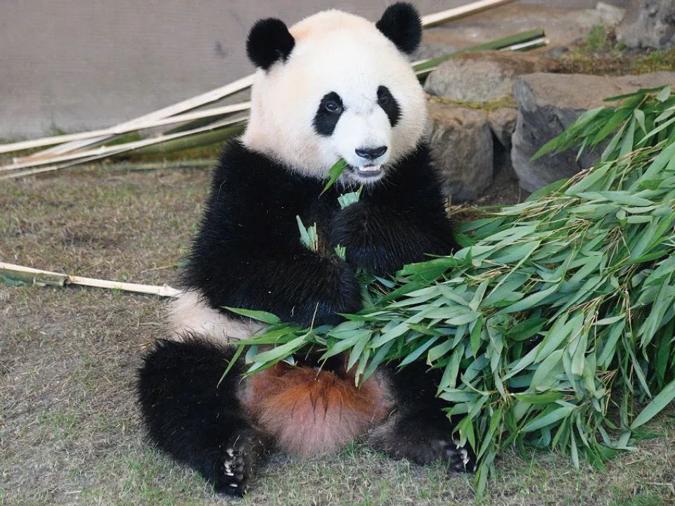4只旅日大熊猫平安回国，开始接受隔离检疫
