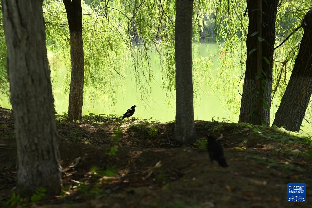 西安：放飞野生鸟类回归自然