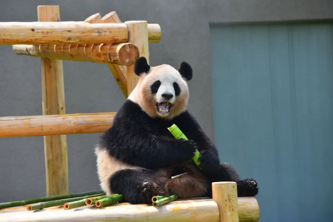 4只旅日大熊猫平安回国，开始接受隔离检疫