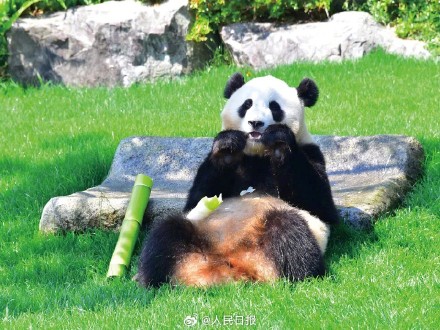 欢迎回家!4只旅日大熊猫平安回国 欢迎回家!4只旅日大熊猫平安回国
