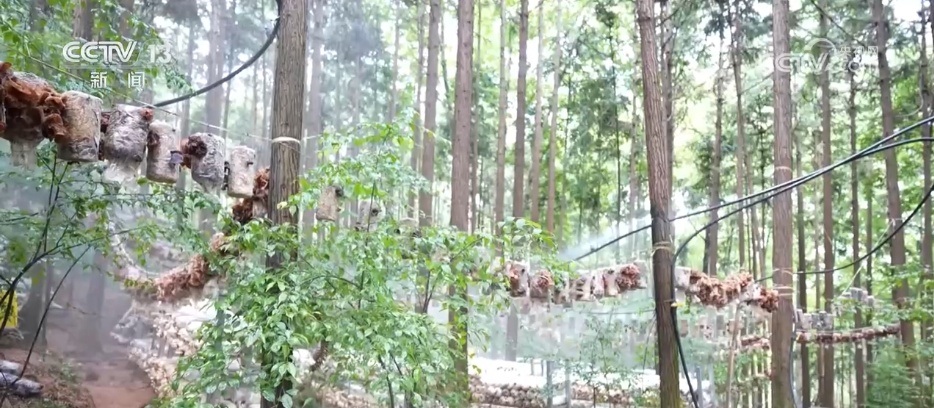 林下经济“点绿成金” “林+”模式为乡村振兴增添绿色动能 林下经济“点绿成金” “林+”模式为乡村振兴增添绿色动能