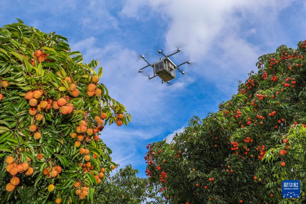 诗意中国丨从岭南到长安——荔枝的十二时辰