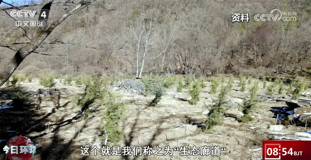 川金丝猴建立“户口档案”、虎豹数量增长明显 美丽中国生态画卷徐徐铺展