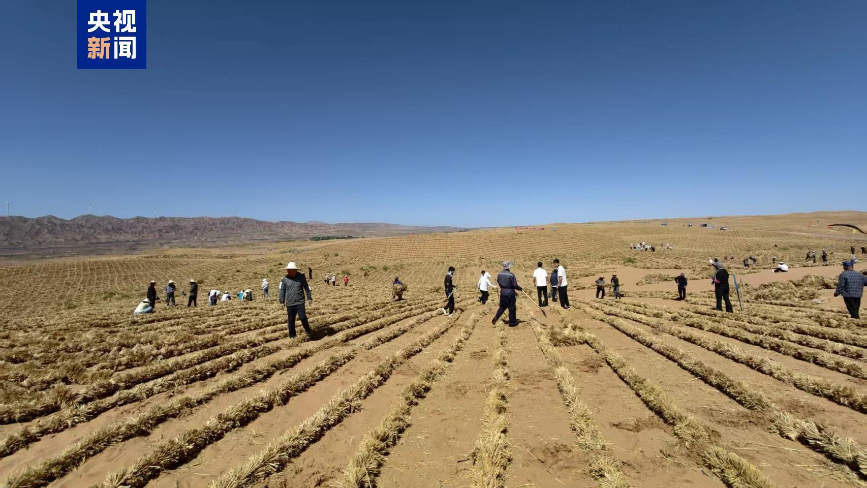 总长153公里!腾格里沙漠东南缘固沙锁边防护带合龙 总长153公里!腾格里沙漠东南缘固沙锁边防护带合龙