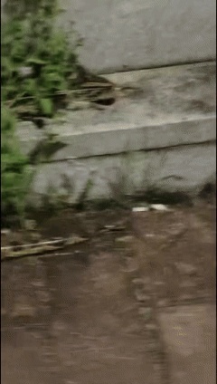 福建泉州城区惊现3米、38斤大蟒蛇！3名消防员合力抬走