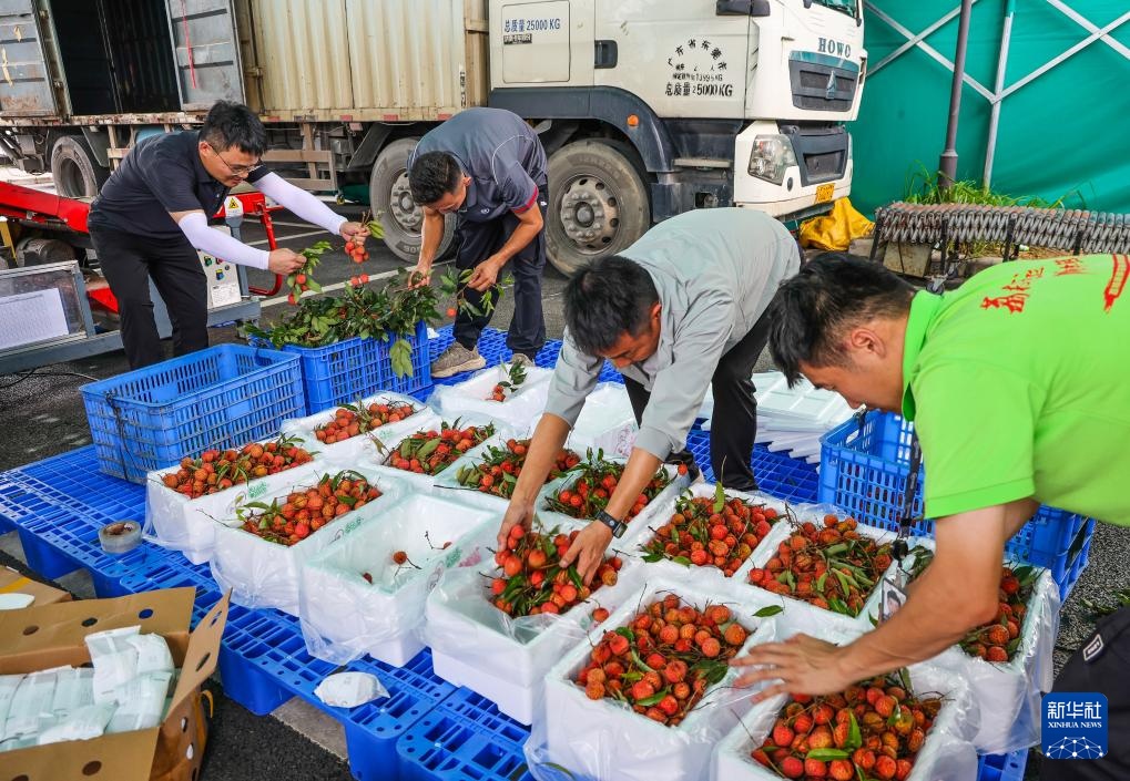 诗意中国丨从岭南到长安——荔枝的十二时辰