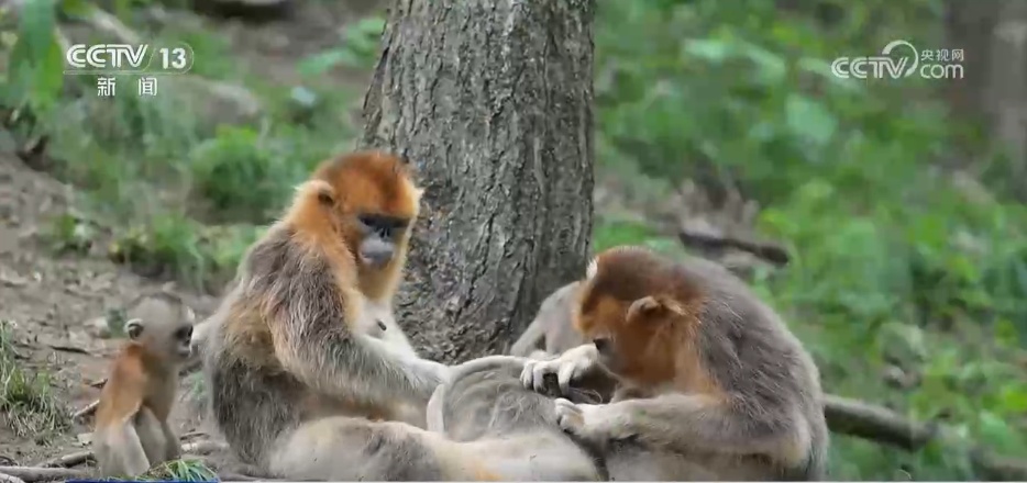 秦岭生态廊道守护生物多样“精彩” 勾勒人与自然和谐共生美好图景
