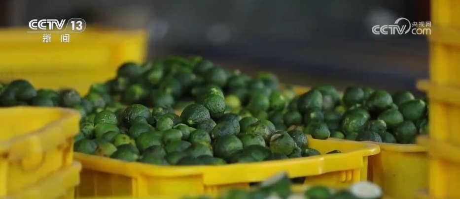 林下经济“点绿成金” “林+”模式为乡村振兴增添绿色动能 林下经济“点绿成金” “林+”模式为乡村振兴增添绿色动能