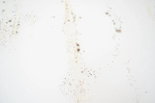 家里一旦出现这种小黑点,身体多个部位要遭殃!快看看你家有没有 家里一旦出现这种小黑点,身体多个部位要遭殃!快看看你家有没有