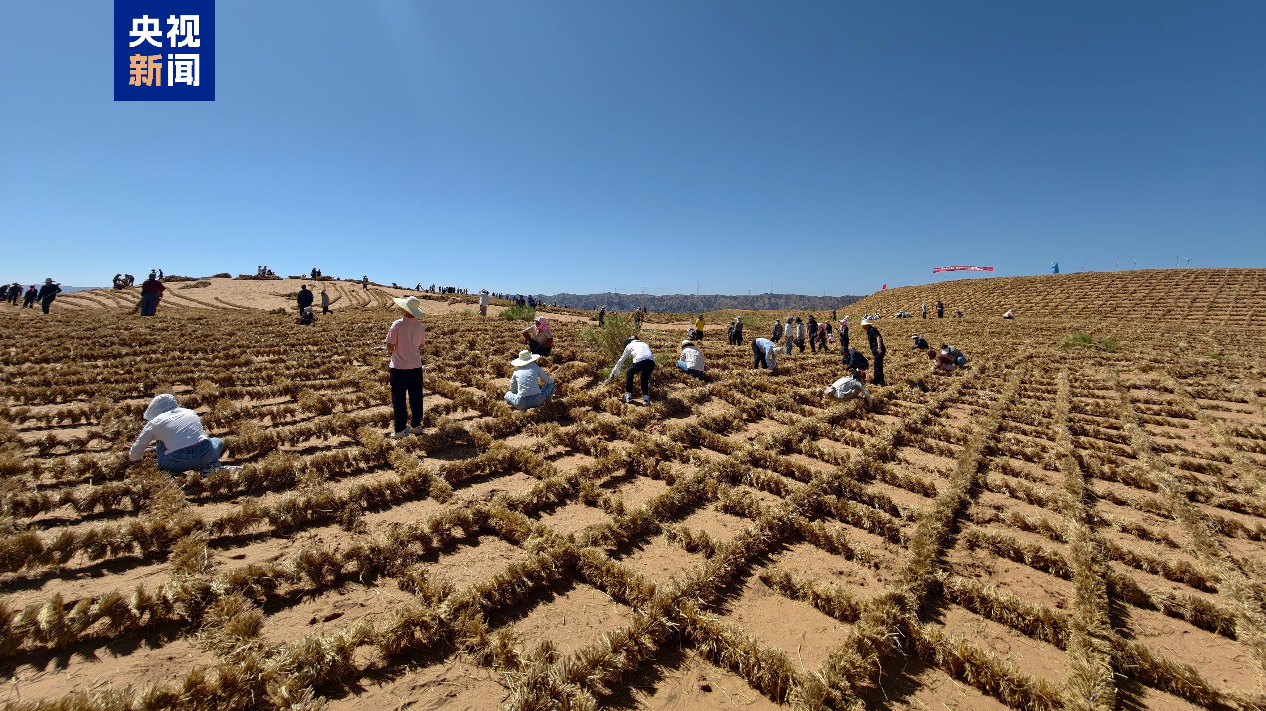 总长153公里!腾格里沙漠东南缘固沙锁边防护带合龙 总长153公里!腾格里沙漠东南缘固沙锁边防护带合龙